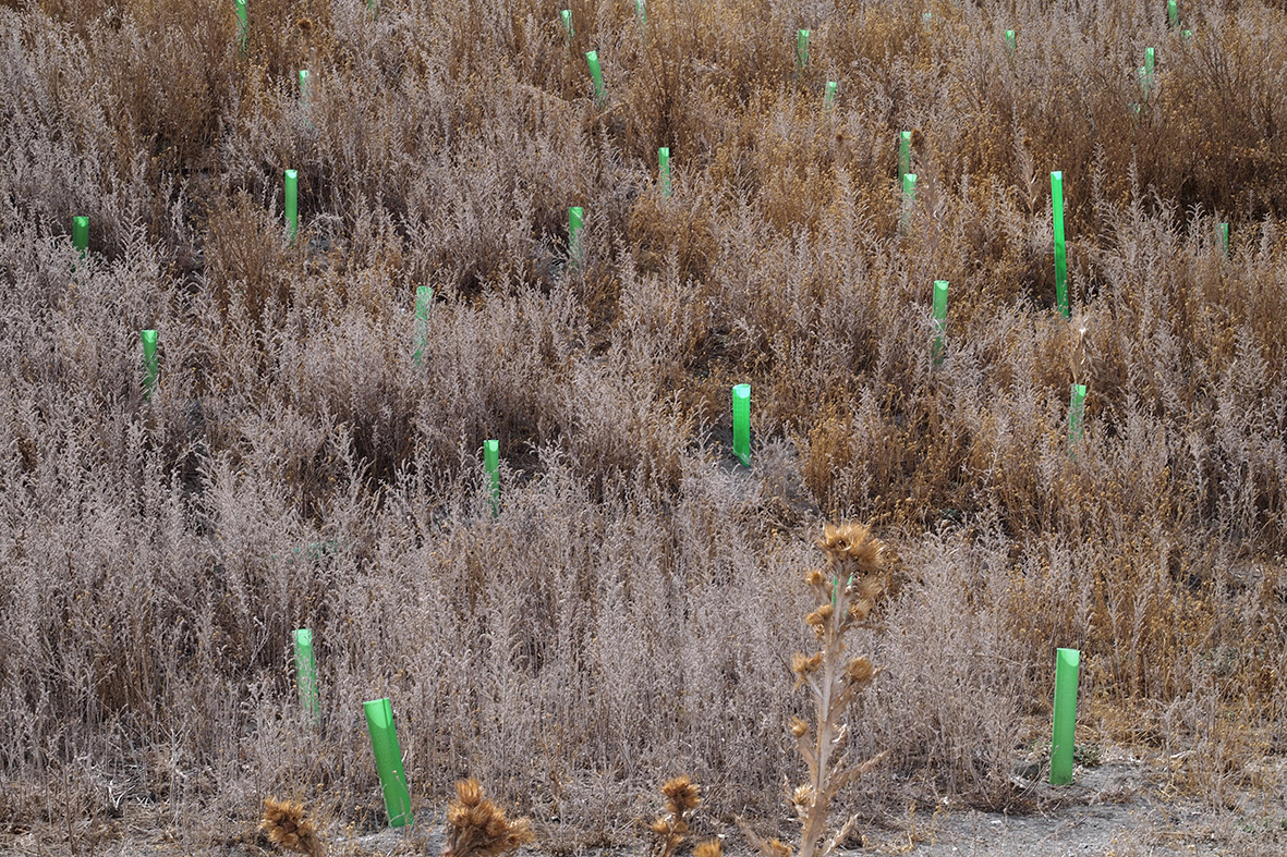 madrid es hoy más verde y sostenible